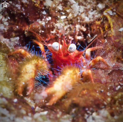 A Munida olivarae | The Olivar's Squat Lobster