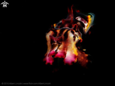 A Metasepia Pfefferi | flamboyan cuttlefish