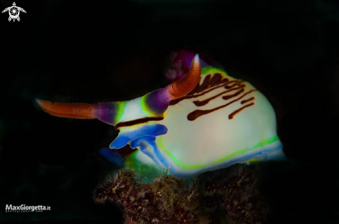 A nudibranch | Nembrotha lineolata