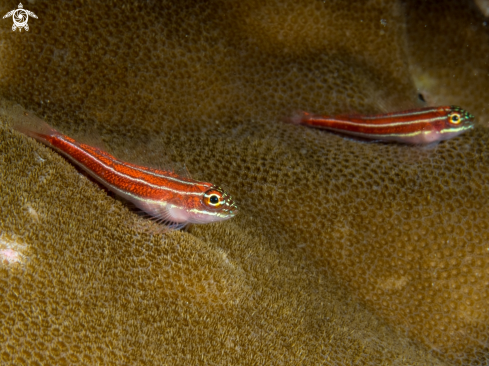 A Red Neon Pygmy Goby