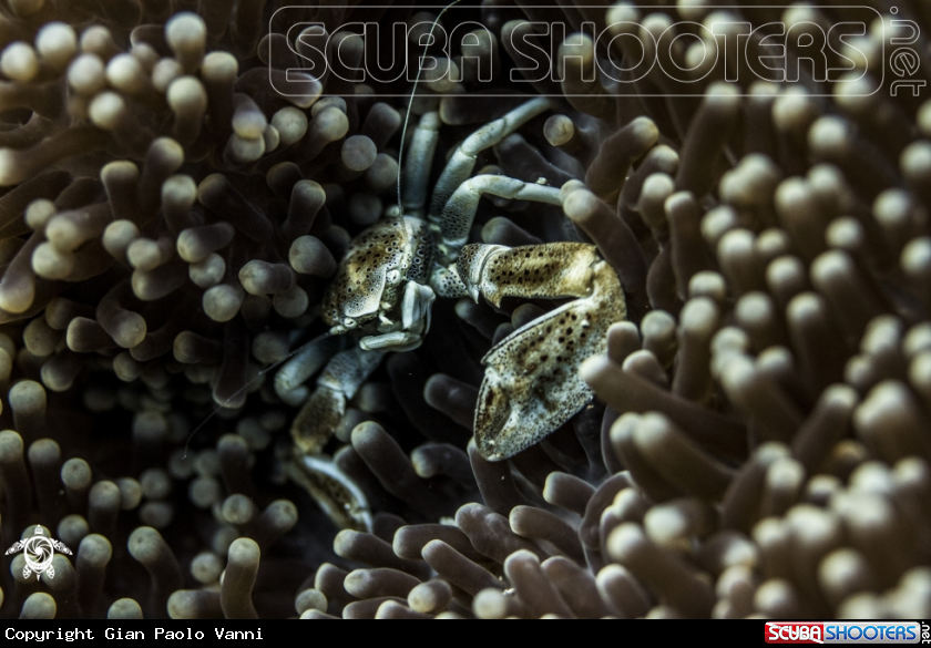 A Porcelain Crab - Neopetrolisthes maculatus 