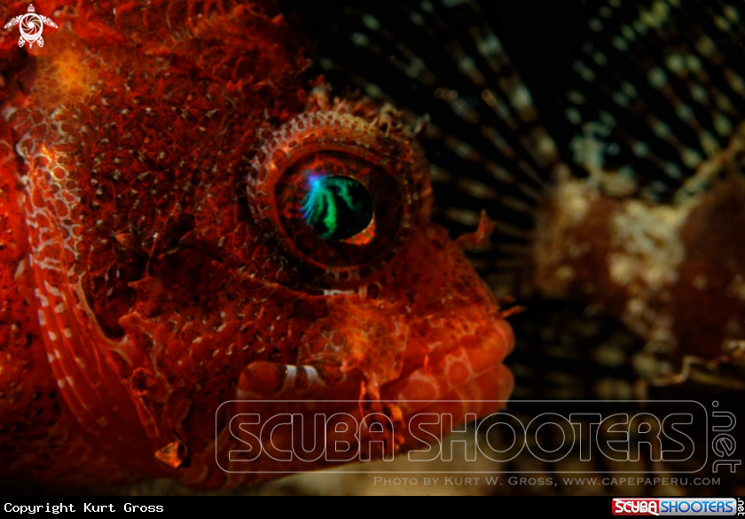 A Red Skorpion Fish