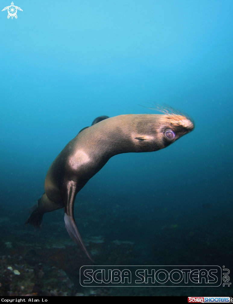A galapagos sea lion