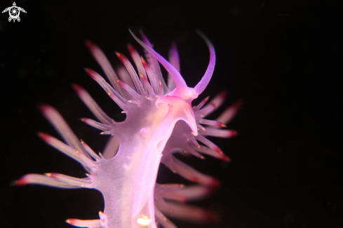 A Flabellina rubrolineata | nudibranch