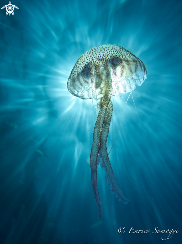 A Jellyfish | Jellyfish