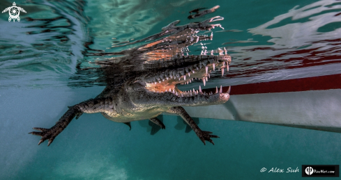 A Crocodylus acutus | American Crocodile