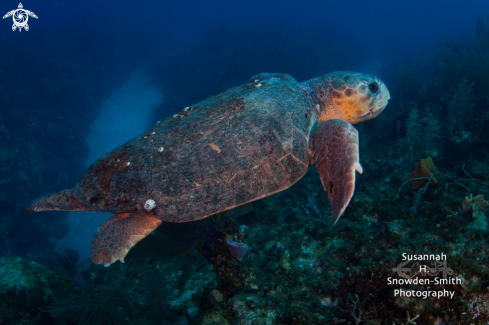 A Loggerhead sea turtle