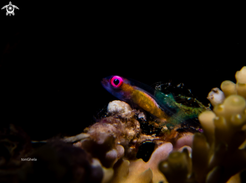 A Bryaninops natans | Pink eyed Goby