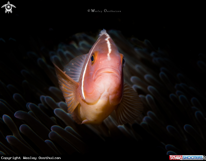 A Pink skunk clownfish