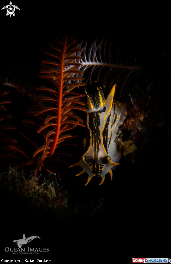 A Crowned Nudibranch
