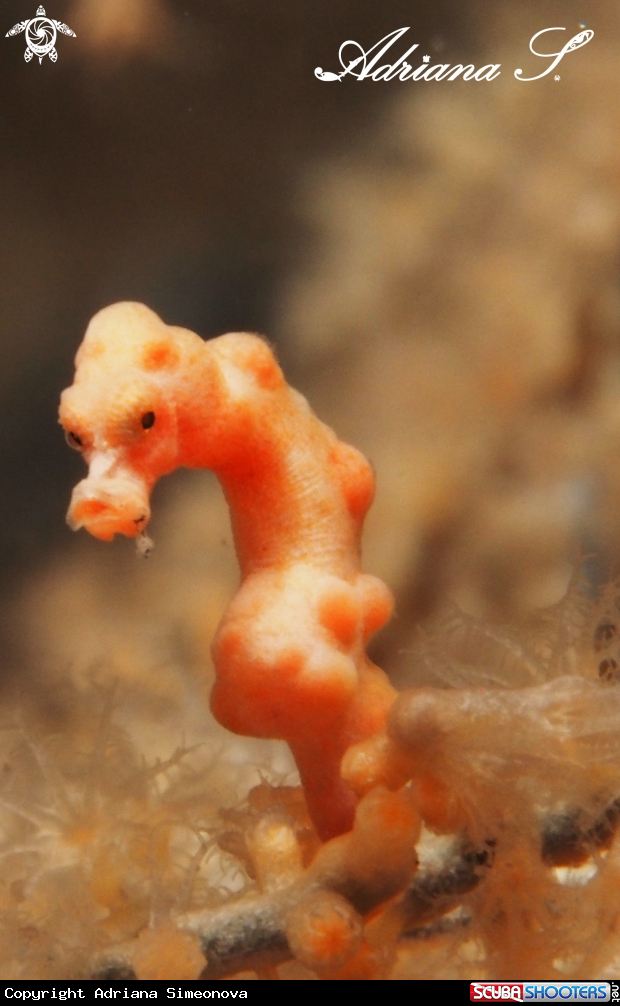 A Denise´s Pygmy Seahorse