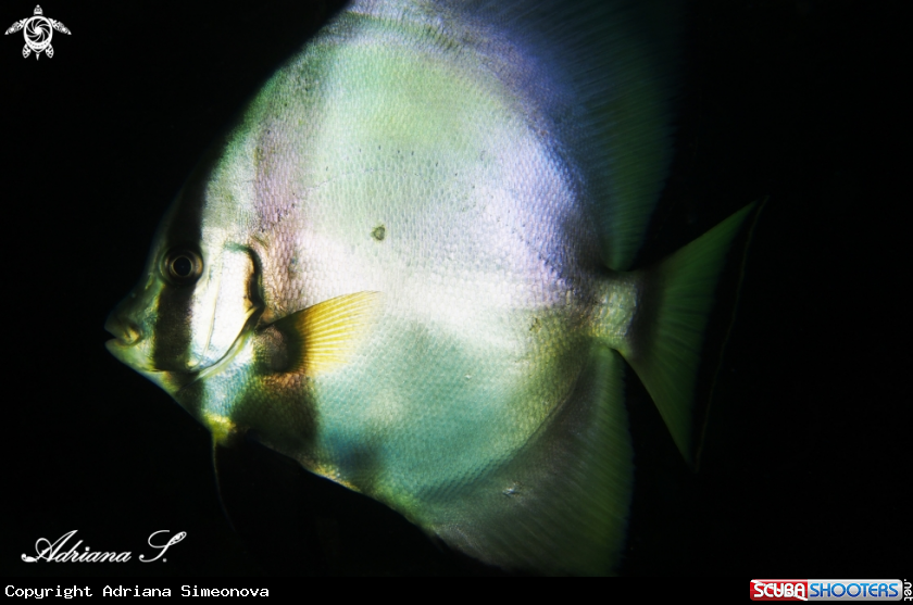 A Pinnate Spadefish (Batfish)