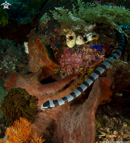 A Laticauda colubrina | Sea snake