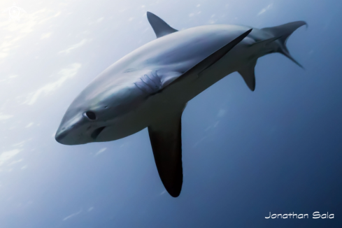 A Alopias Pelagicus | Thresher Shark