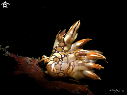 A Bornella anguilla | Nudibranch
