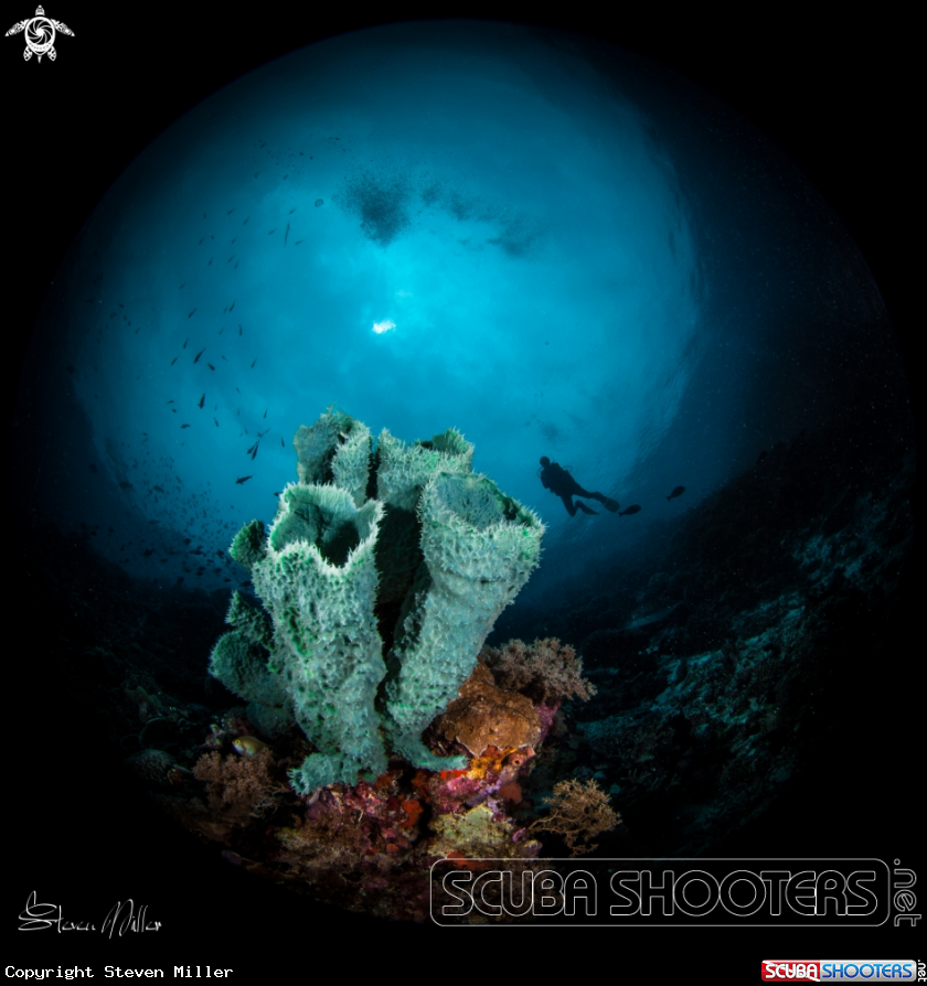 A Diver and Sponges