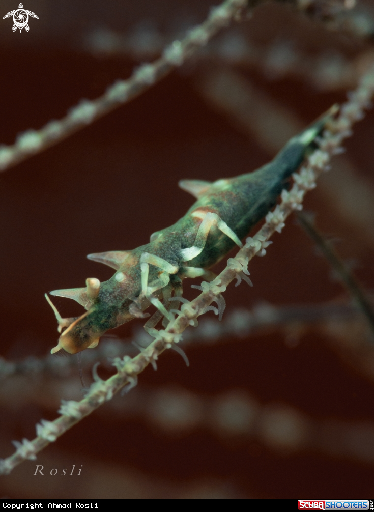 A Green Dragon Shrimp