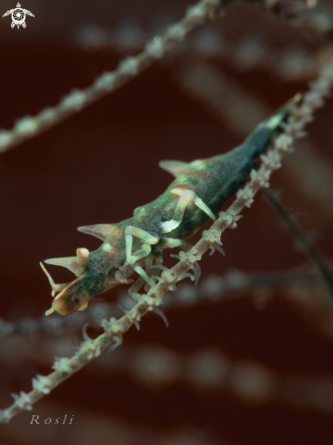 A Green Dragon Shrimp