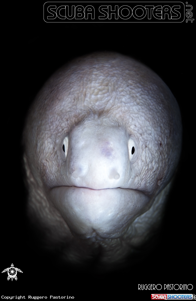 A White moray eel