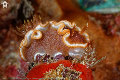 A Glossodoris rufomarginata | Nudibranche