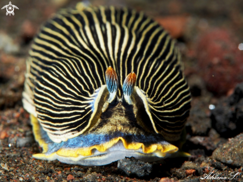 A Armina semperi | Nudibranch