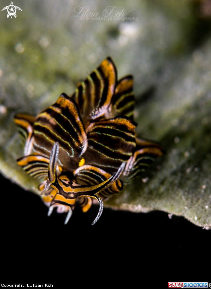 A Tiger butterfly seaslug
