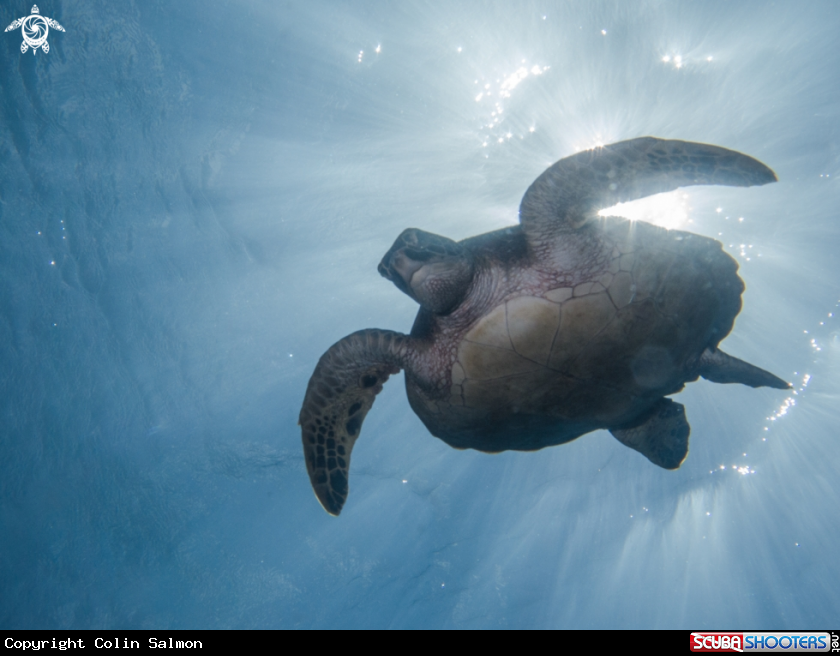 A Hawksbill sea turtle