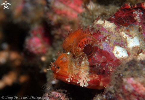 A Painted scorpionfish