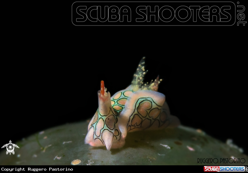 A Psychedelic batwing slug