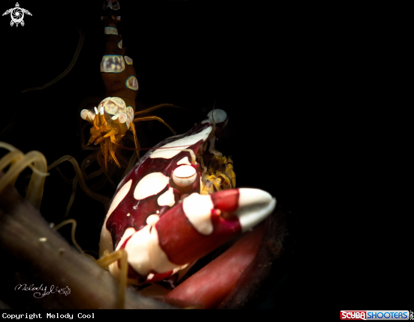 A  Lissocarcinus laevis &  Sexy Shrimp