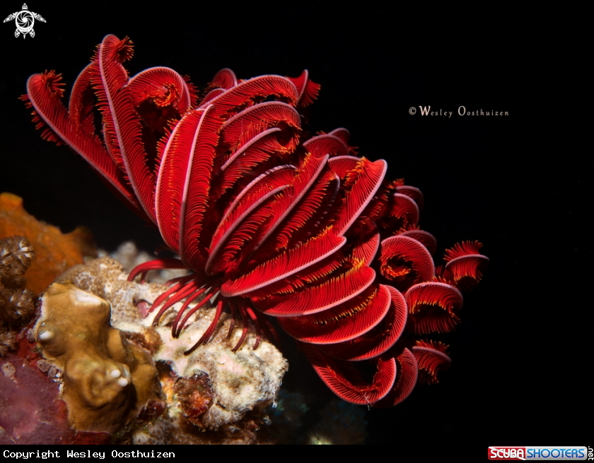 A Feather star
