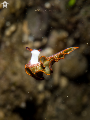 A Elysia rufescens | Nudibranch