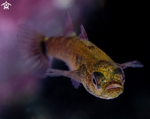 A Gobiusculus flavescens | Two spotted goby