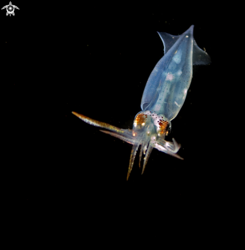 A Alloteuthis subulata | European common squid