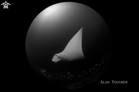A Manta ray