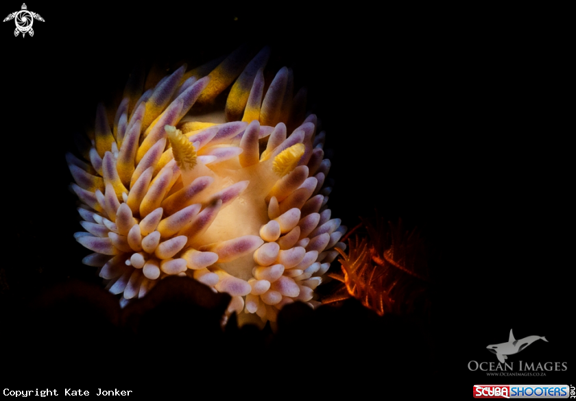 A Gasflame Nudibranch