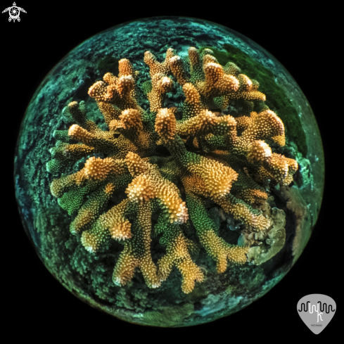A Staghorn Coral in Similan Thailand