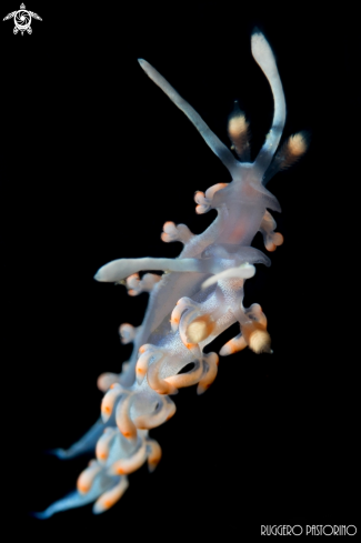 A Flabellina bicolor | Nudibranch