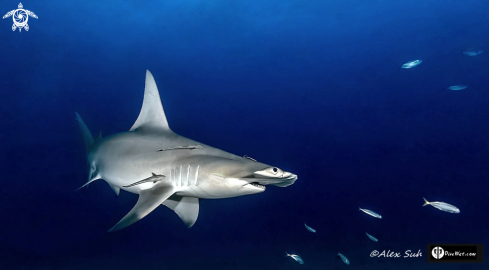A Sphyrna mokarran | Great Hammerhead Shark
