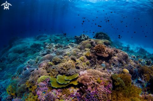 A Tubbataha Reef