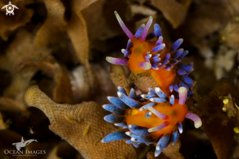 A Candy Nudibranch