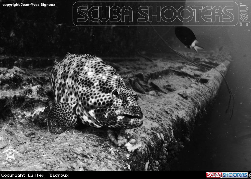 A Grouper-Epinephelinae