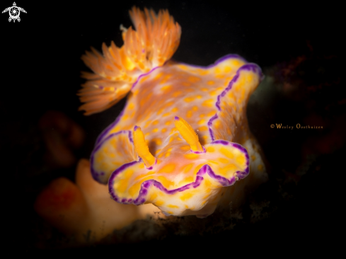 A Three-lobed t-bar nudibranch