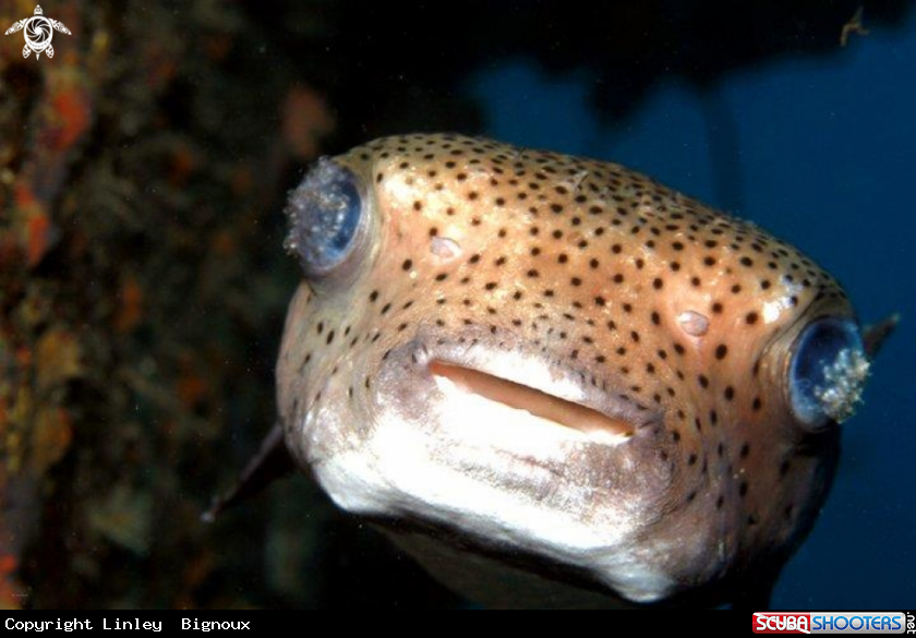 A   Porcupine Fish -Diodontidae