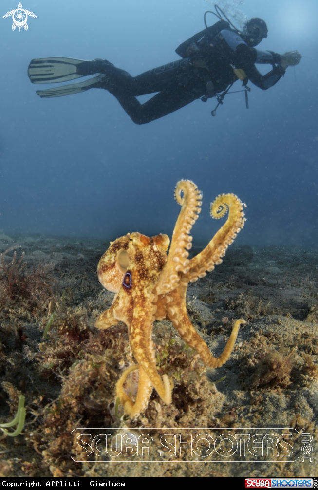 A Two-spot Octopus