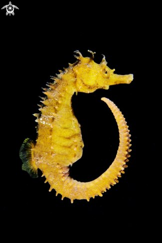 A Hippocampus
