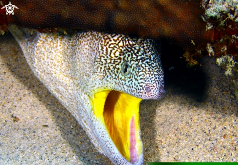 A Gymnothorax nudivomer-Yellowmouth Moray