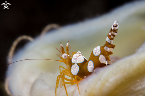 A Thor amboinensis | Squat shrimp / Sexy shrimp