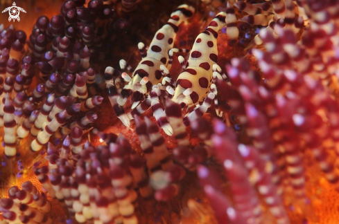 A Periclimenes colmani | Coleman Shrimp