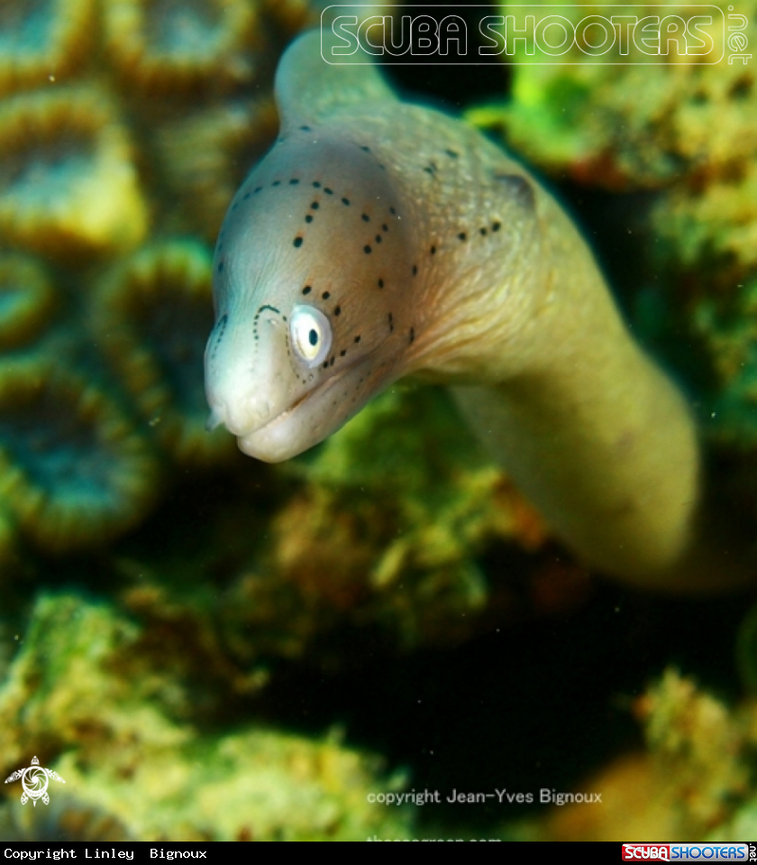 A Juvenile eel